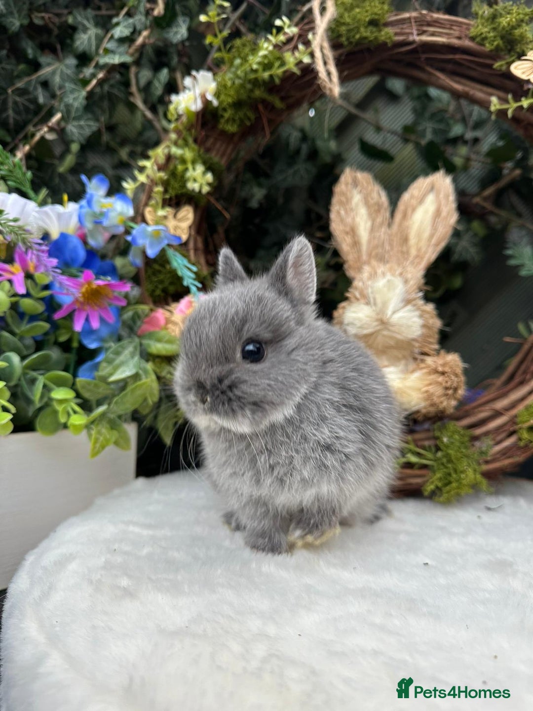 Netherland Dwarf rabbits for sale: Beautiful Netherland Dwarf Babys - Advert 4