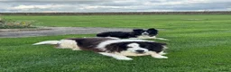 Border Collie dogs for sale: Gorgeous Litter of border collie puppy’s  - Advert 35