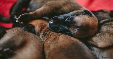 Belgian Shepherd Dog dogs - Advert 10