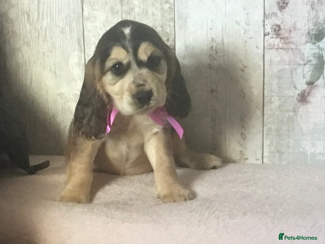 Cocker Spaniel dogs for sale: Adorable, Social, Confident KC reg Cocker pups - Image 10