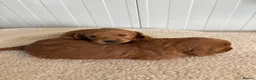 Mini Goldendoodle dogs for sale: Quality F1 Minature Goldendoodles  in Witham - Advert 3