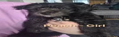 Peach