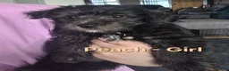 Mixed Breed dogs for sale: Scottese pups - Advert 3