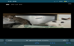 British Shorthair cats for sale: One female kitten for sale - Advert 33