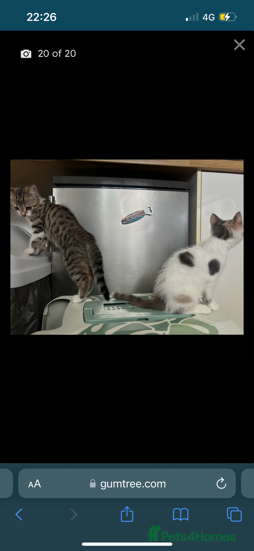 British Shorthair cats for sale: One female kitten for sale - Advert 33