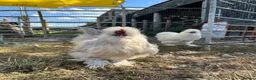 Chickens poultry for sale: Silkie eggs available  in Mold - Advert 3