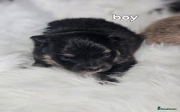 Pomeranian dogs for sale: 4 beautifull pomeranian puppies  - Advert 2