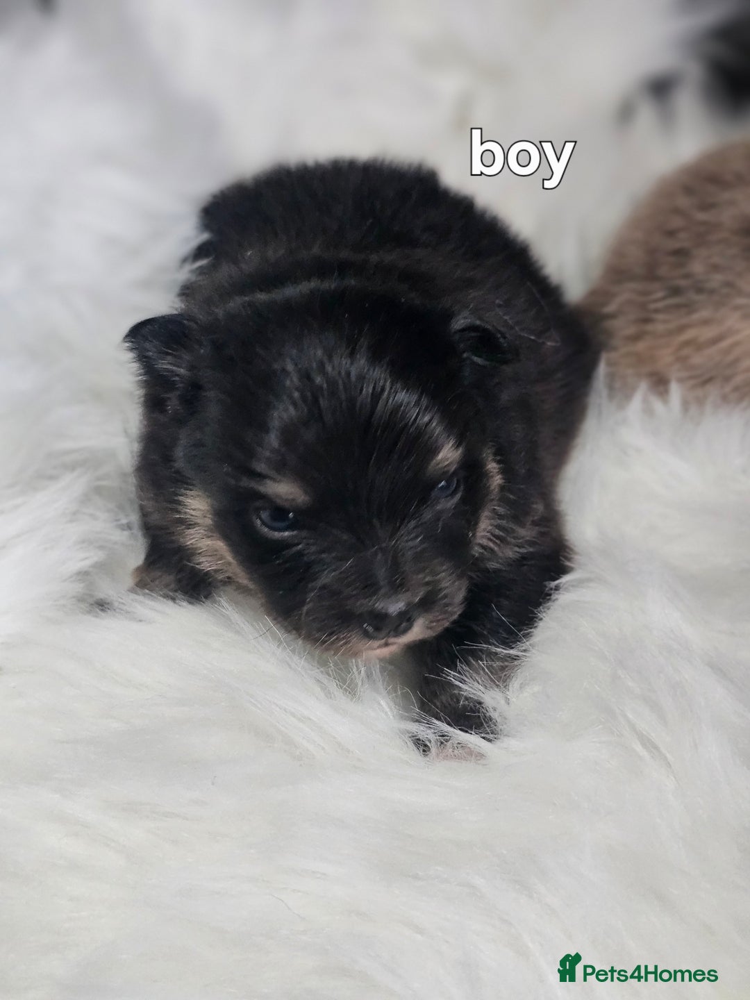 Pomeranian dogs for sale: 4 beautifull pomeranian puppies  - Advert 2