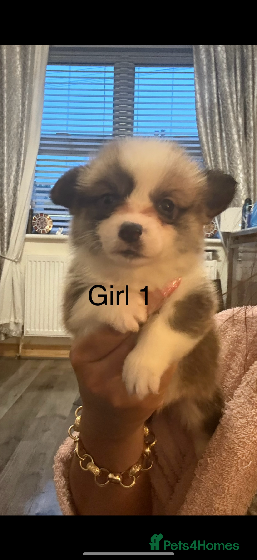 Welsh Corgi Pembroke dogs for sale: Kc reg Pembroke corgi babies available  - Advert 16