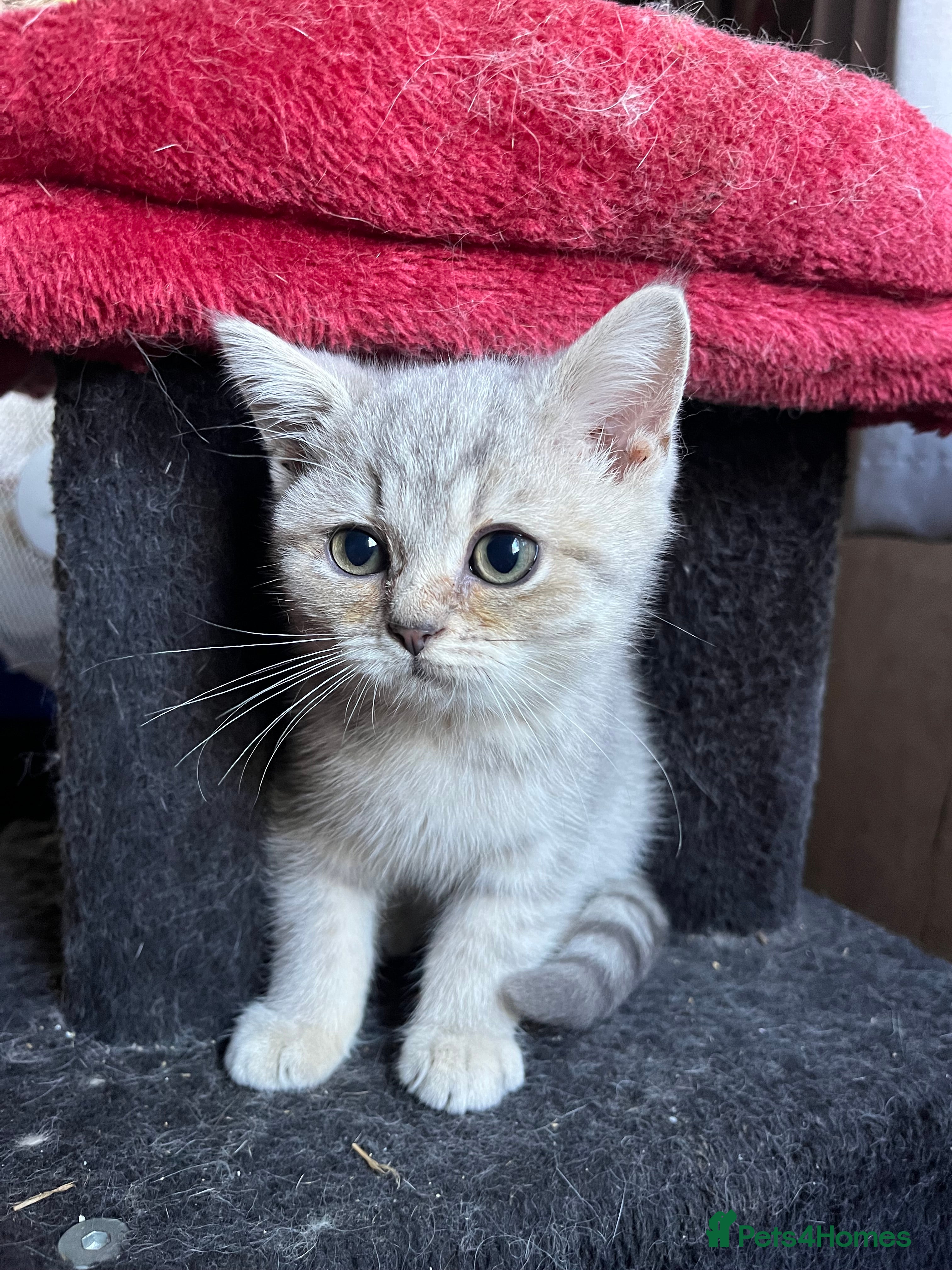 British Shorthair cats for sale: Gccf British Shorthair kittens  - Advert 1