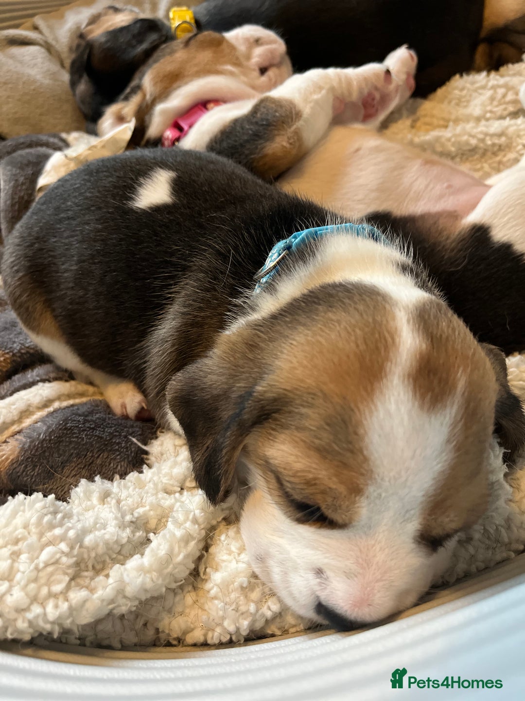 Beagle dogs for sale: 2 Beagle Girl Pups left -(KC Reg), Champ Bloodline - Image 22