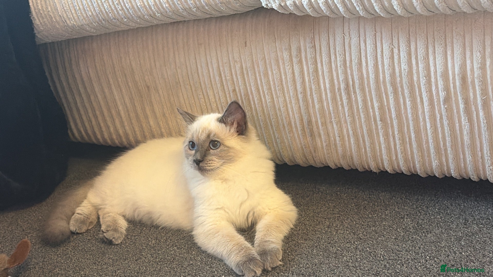 Ragdoll cats for sale: 2 beautiful sisters  - Advert 2