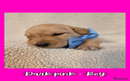 Goldador dogs for sale: Goldador puppies - Image 16