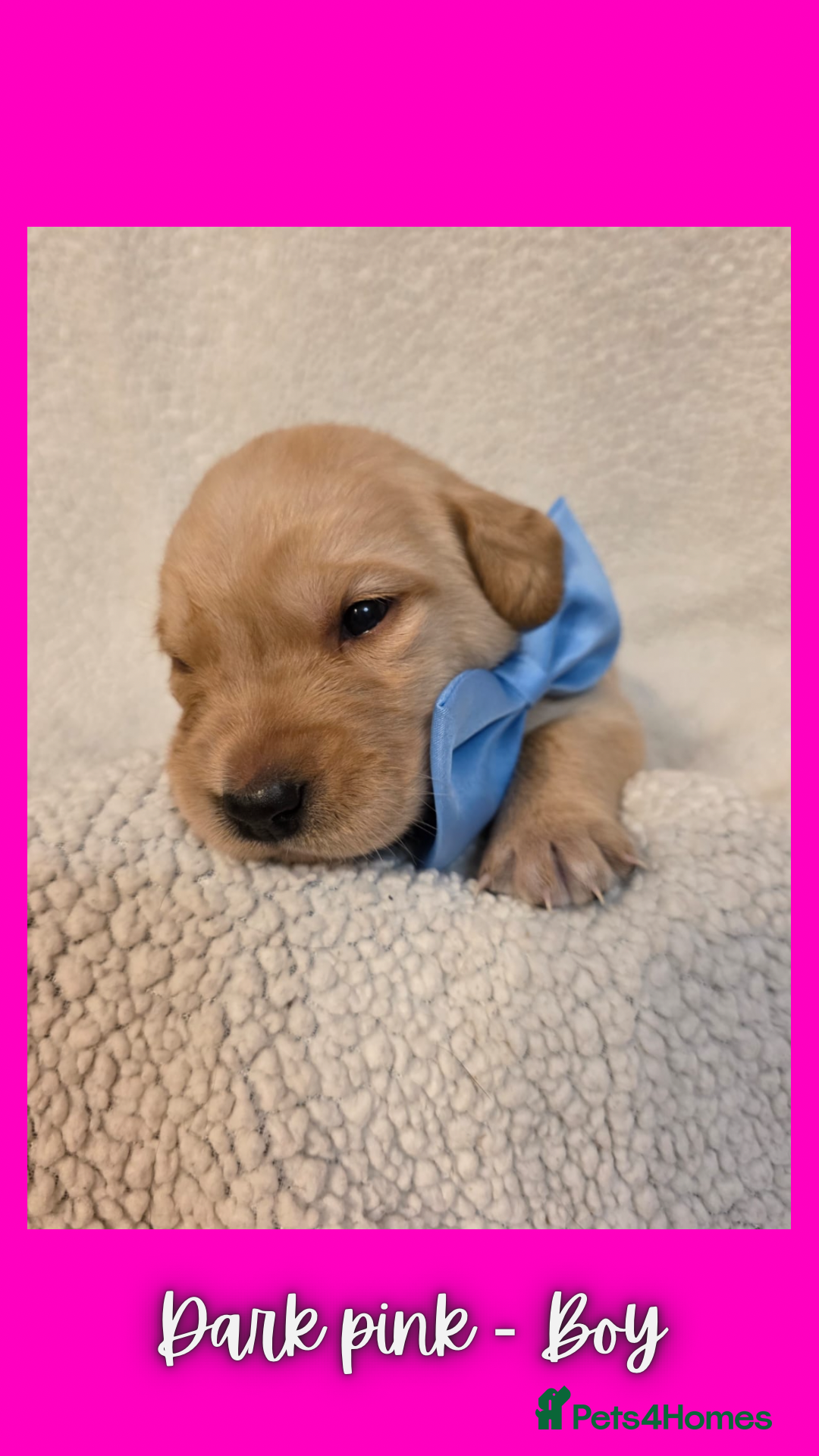 Goldador dogs for sale: Goldador puppies - Image 16