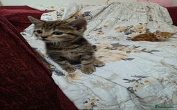 Mixed Breed cats for sale: 2 lovely girls looking for forever home  - Image 8