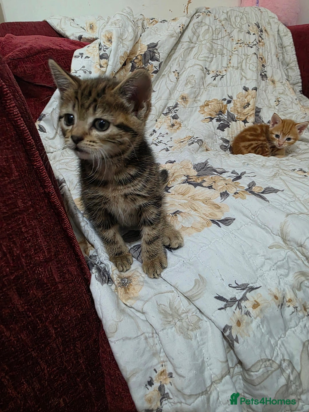 Mixed Breed cats for sale: 2 lovely girls looking for forever home  - Image 8