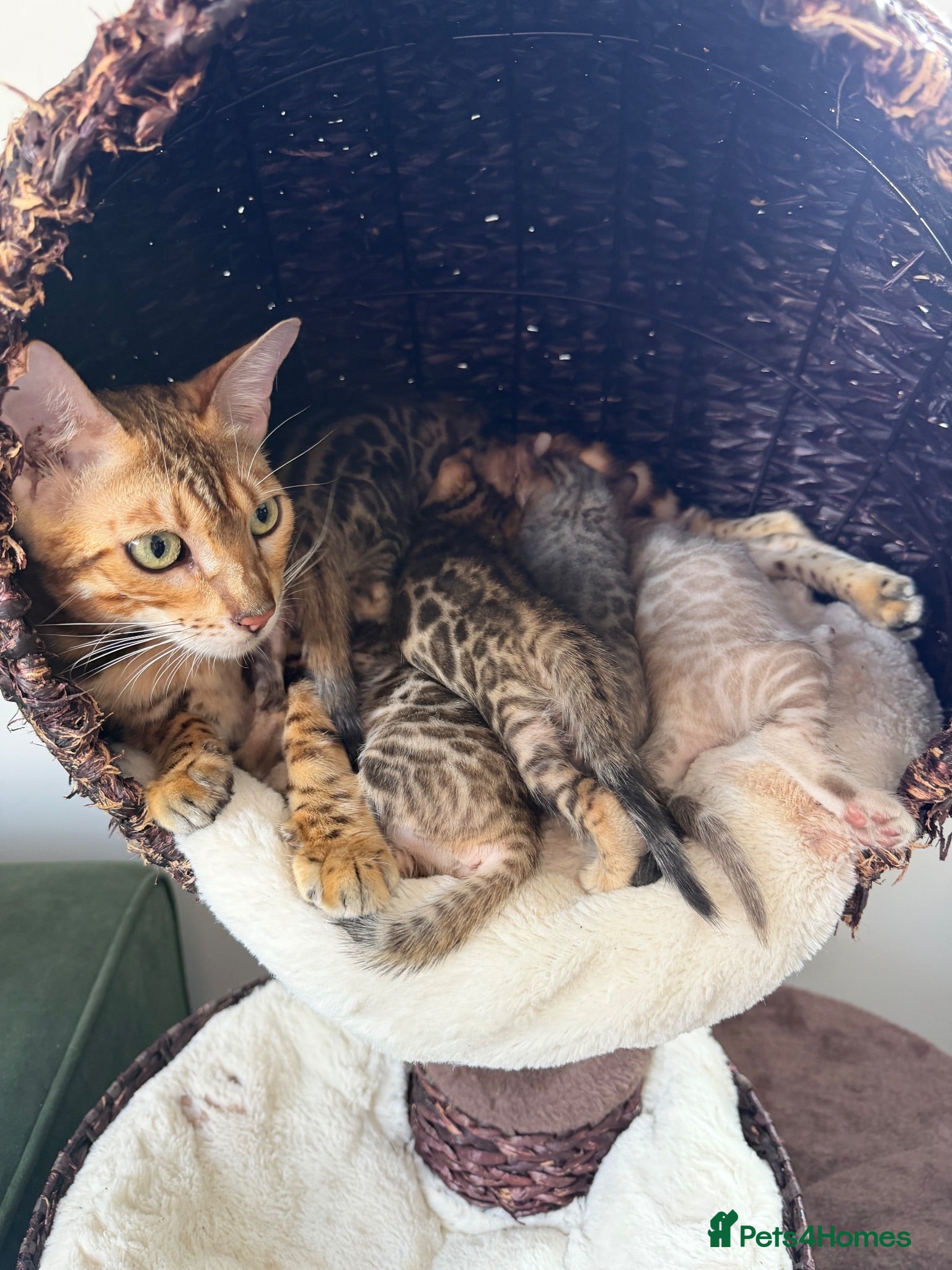 Bengal cats Beautiful Brown, Snow and Silver TICA Bengals - Advert 6