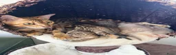 Bengal cats for sale: Beautiful Brown, Snow and Silver TICA Bengals - Advert 1