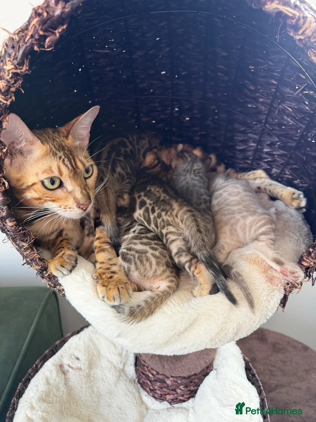 Bengal cats for sale: Beautiful Brown, Snow and Silver TICA Bengals - Advert 1