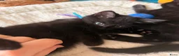 Persian cats for sale: Persian cross Kittens looking for Loving Homes 🐾 - Advert 4