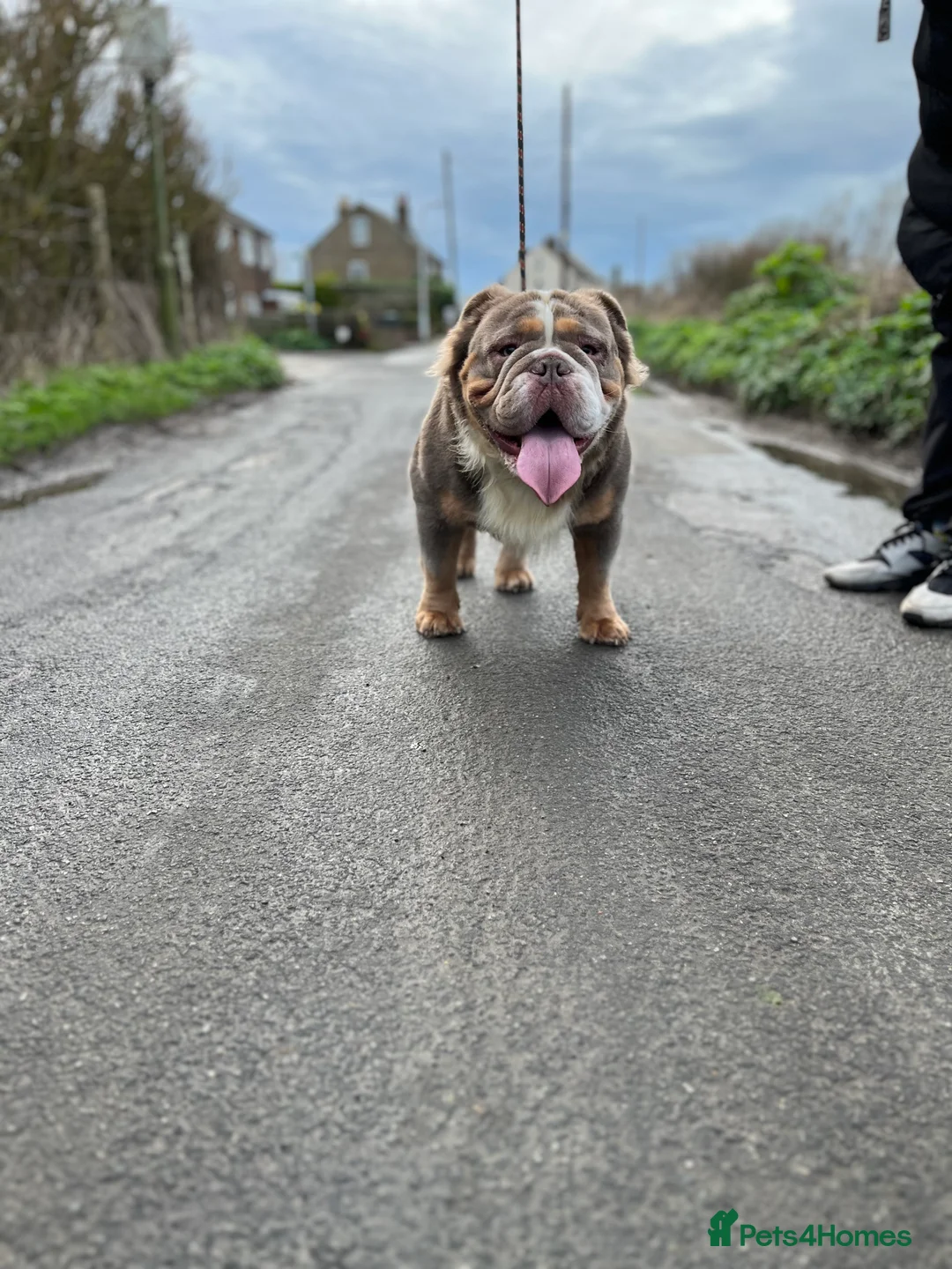 English Bulldog dogs for stud: Fluffy English Bulldog  in Margate - Advert 5
