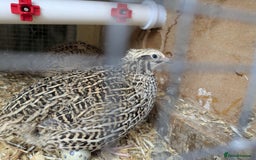 Quail poultry for sale: POL Jumbo quail - Image 3