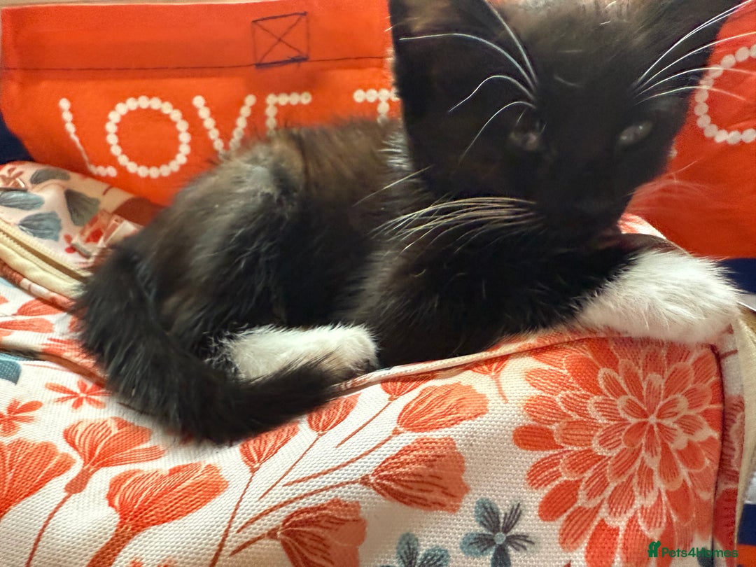 Mixed Breed cats for sale: tuxedo ghost tabby kittens - Image 9