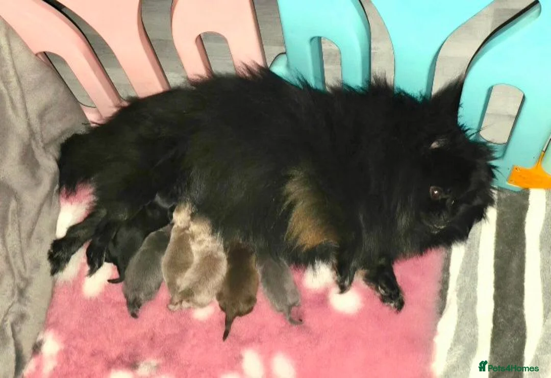 Pomeranian dogs for sale: 🐶 Tiny pomeranian puppies 🐶  - Advert 2