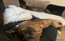 Staffordshire Bull Terrier dogs for sale: Loki - Brindle Staffie - Image 9
