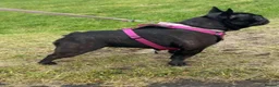 French Bulldog dogs for sale: Black Female Frenchie - Advert 6