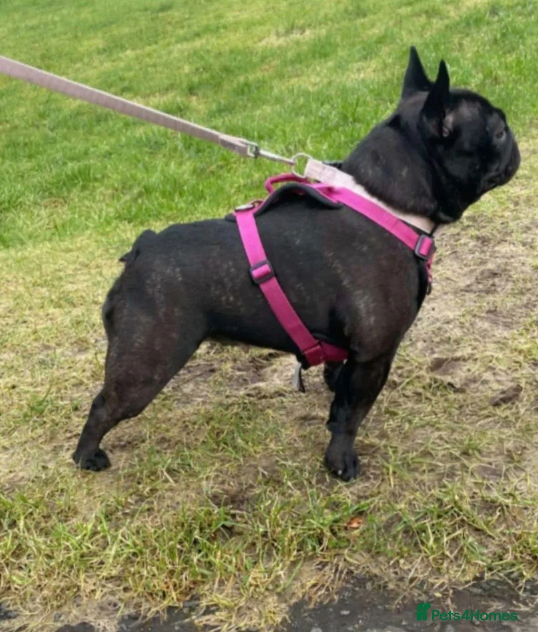 French Bulldog dogs for sale: Black Female Frenchie - Advert 6