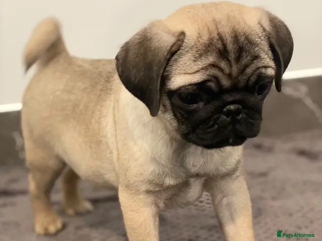 Pug dogs for sale: Gorgeous Pug Puppies - Advert 2