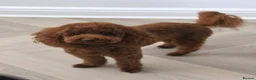 Toy Poodle dogs for sale: Beautiful Red Toy Poodle Puppies 🤎🐩 - Advert 12