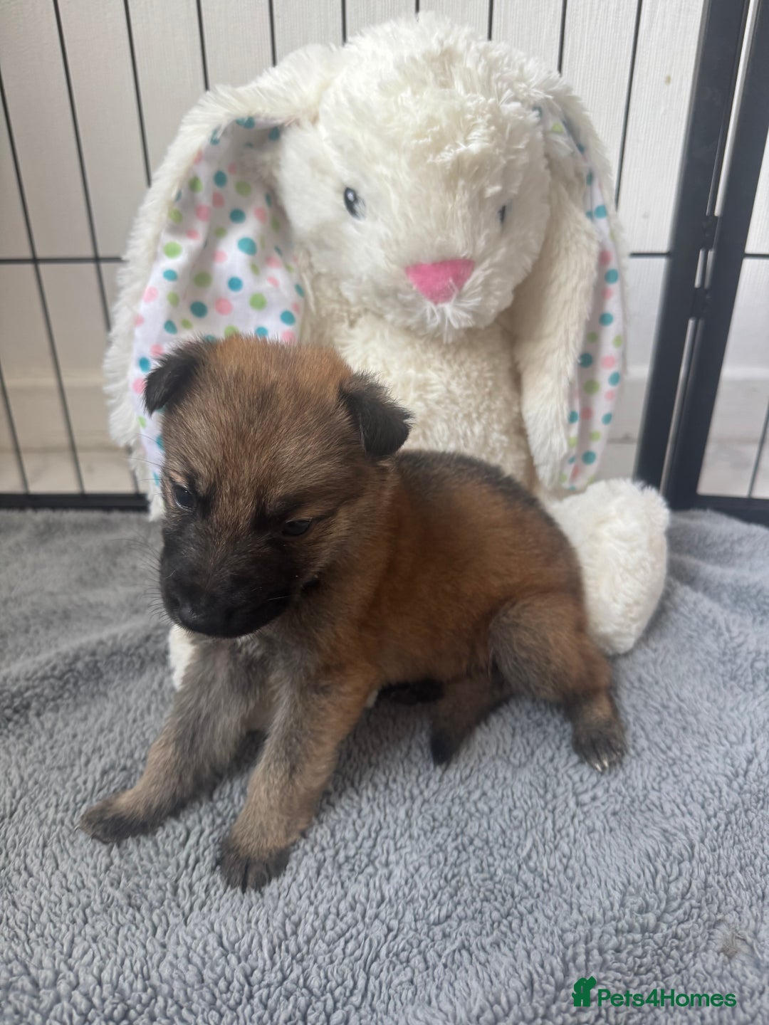 German Shepherd dogs for sale: German Shepherd Puppies  - Image 24