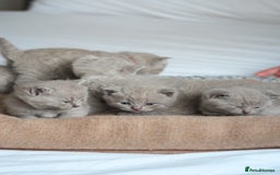 British Shorthair cats for sale: 🩶🐈🐾 Stunning BSH Kittens 🩶🐈🐾 - Image 11