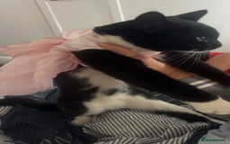 British Shorthair cats for sale: British short hairs  - Advert 2