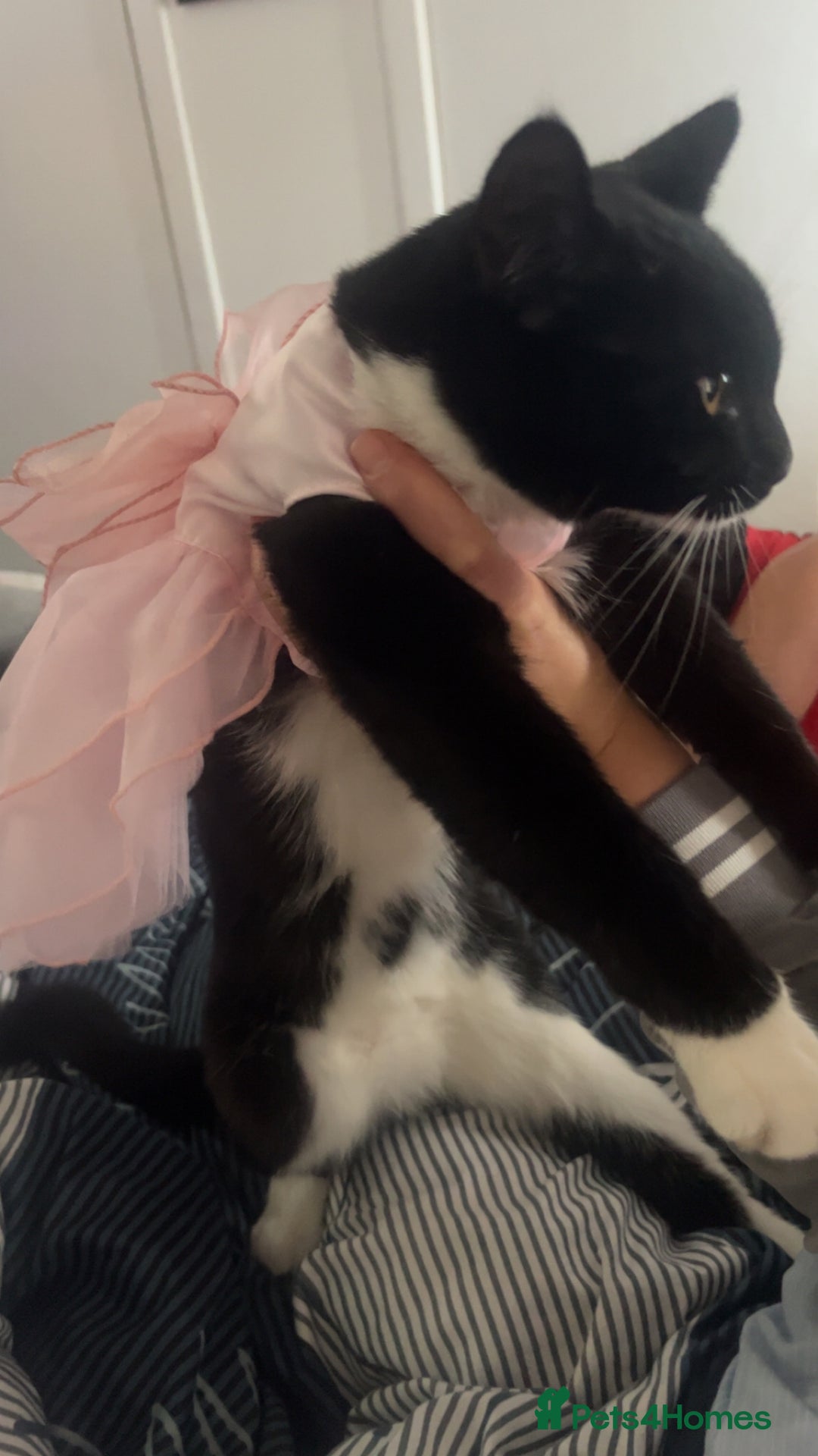 British Shorthair cats for sale: British short hairs  - Advert 2