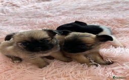 Chihuahua dogs for sale: 3 chihuahuas for sale - Image 11