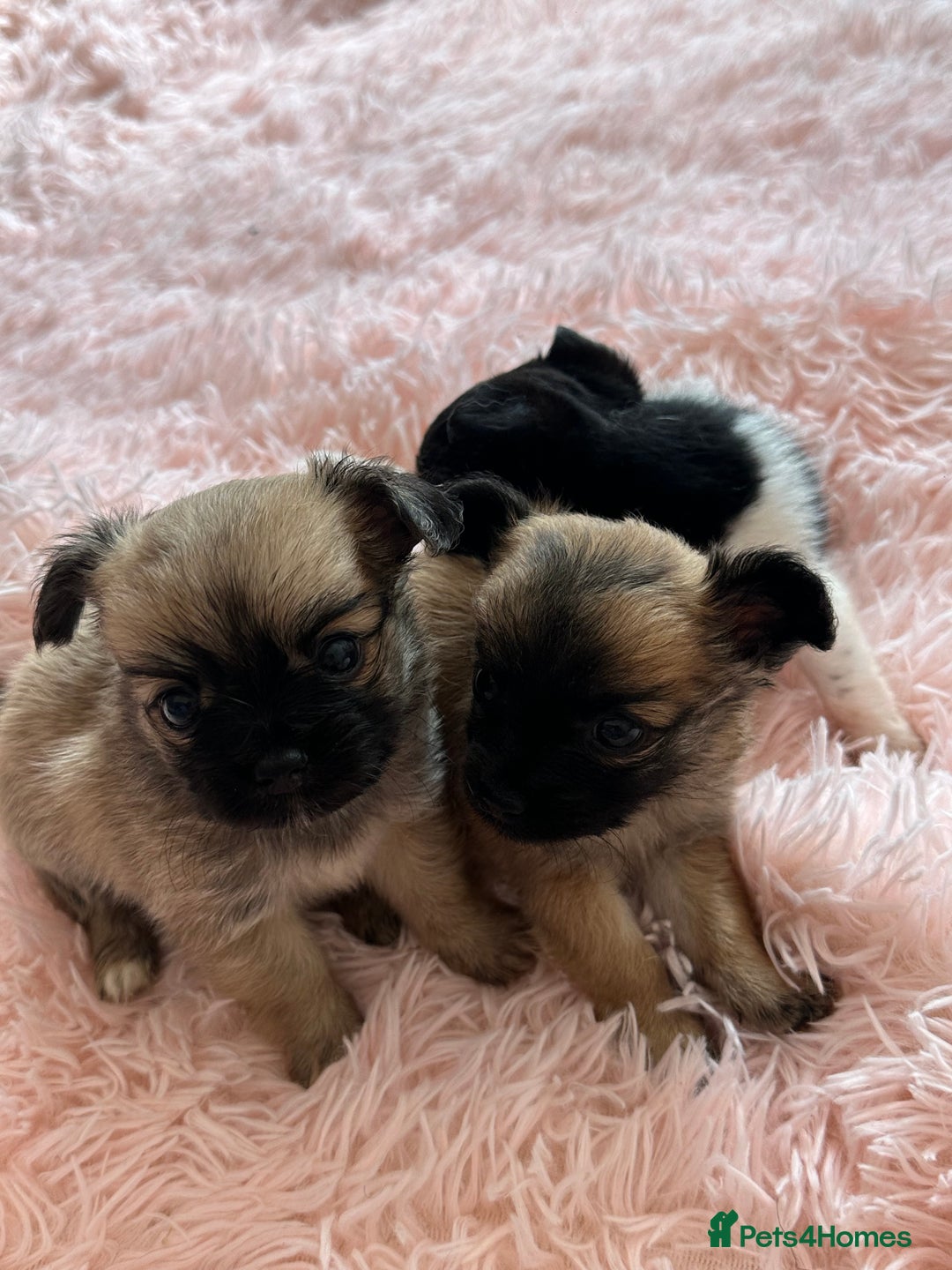Chihuahua dogs for sale: 3 chihuahuas for sale - Image 11
