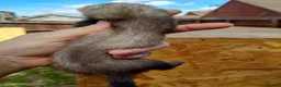 Ferret rodents for sale: Ferret hob kits in Hereford - Advert 13