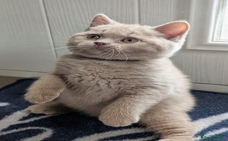 British Shorthair cats - Advert 7