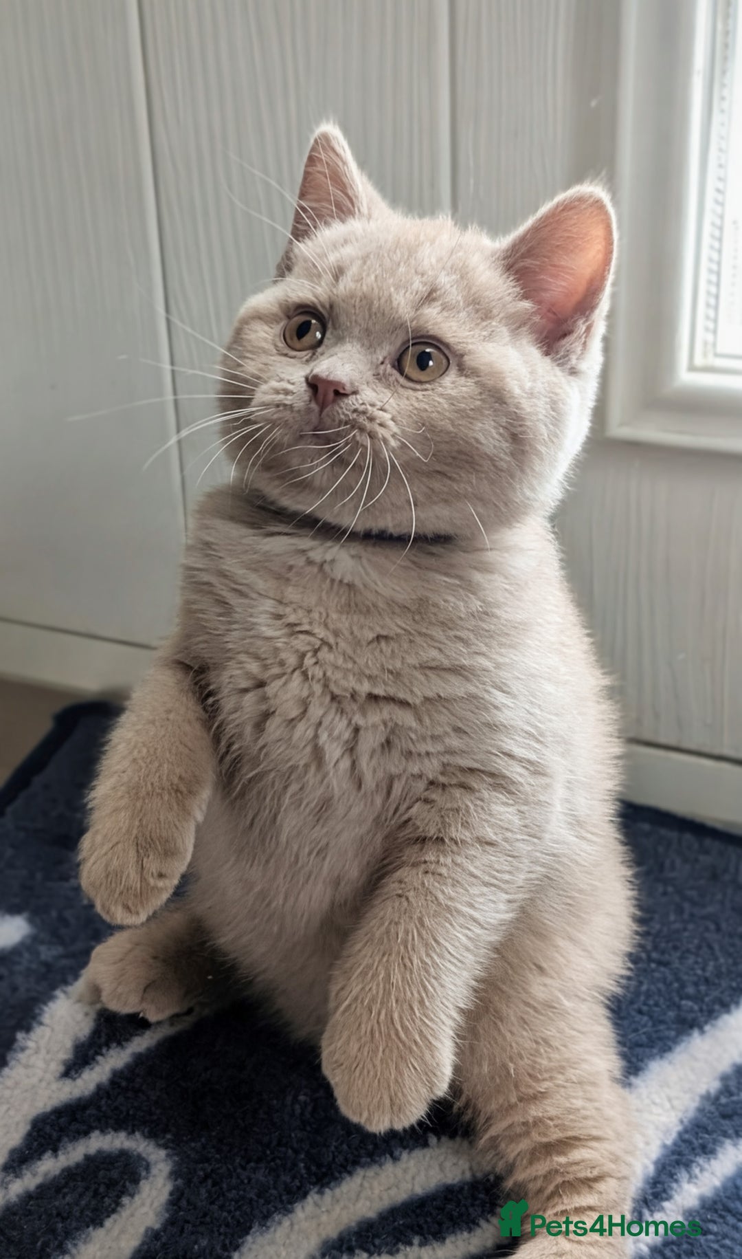 British Shorthair cats for sale: Only one boy available 💜🐾 - Image 1