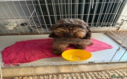Miniature Poodle dogs for sale: Chocolates Brown Minature Poodle - Image 2