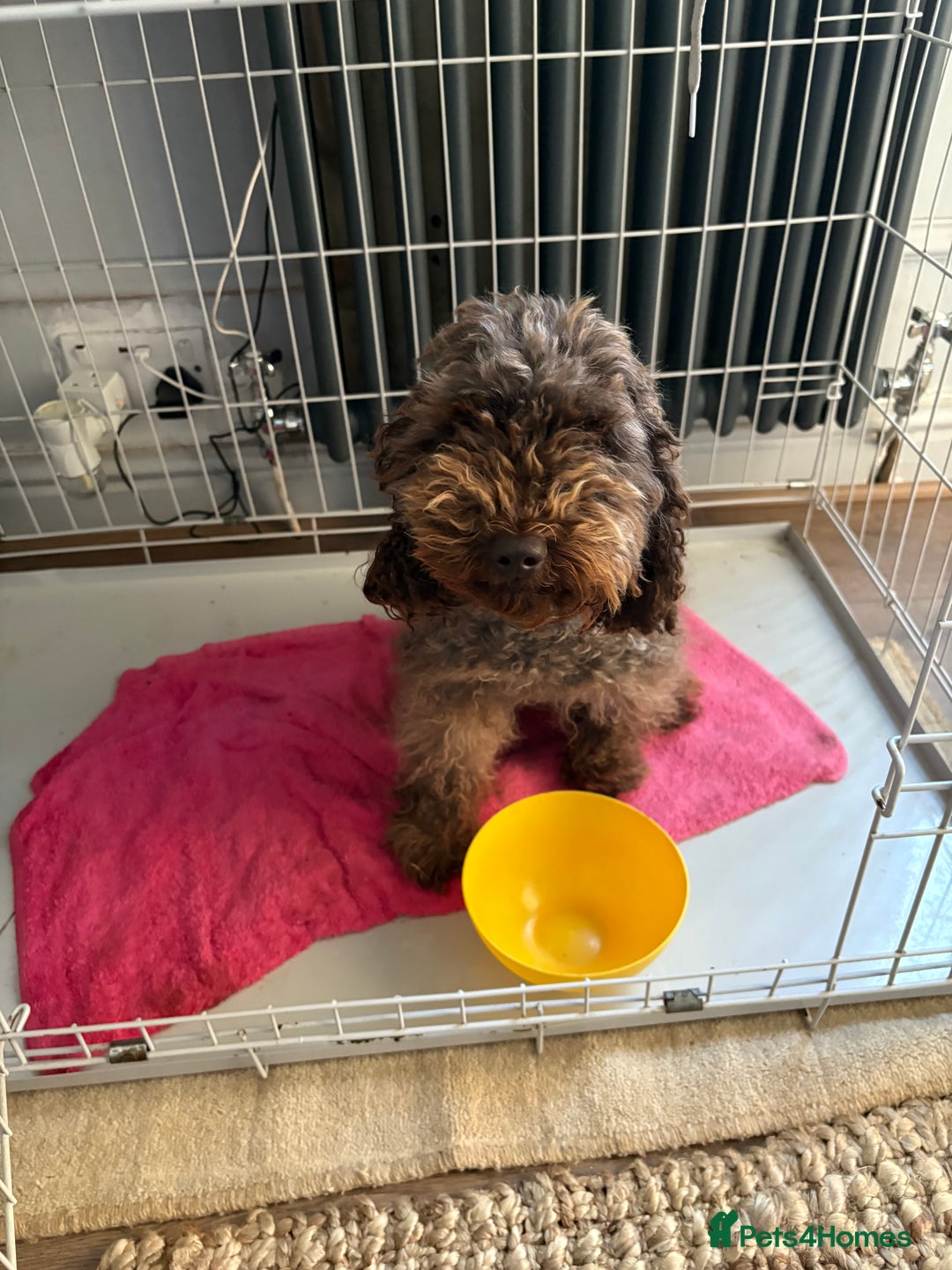 Miniature Poodle dogs for sale: Chocolates Brown Minature Poodle - Image 2
