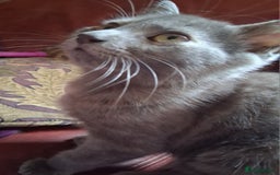 Mixed Breed cats for sale: Charming Cheeky Chunky  Bengal X Kittens. - Image 16