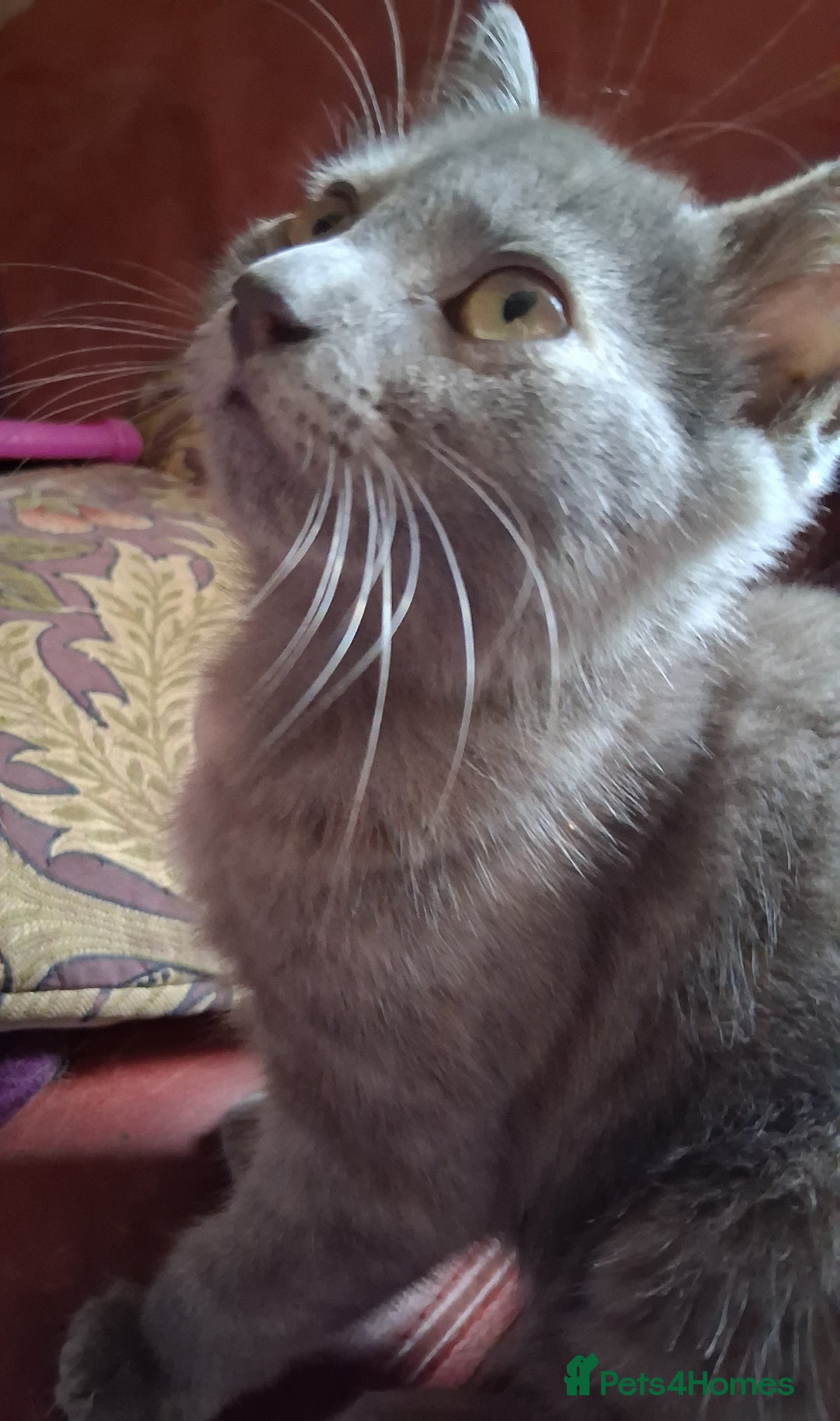 Mixed Breed cats for sale: Charming Cheeky Chunky  Bengal X Kittens. - Image 16