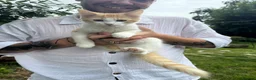 Mixed Breed cats for sale: Ginger and white male kittens in Canterbury - Advert 3