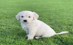 Golden Retriever dogs for sale: Stunning Golden Retriever Puppies - Image 6