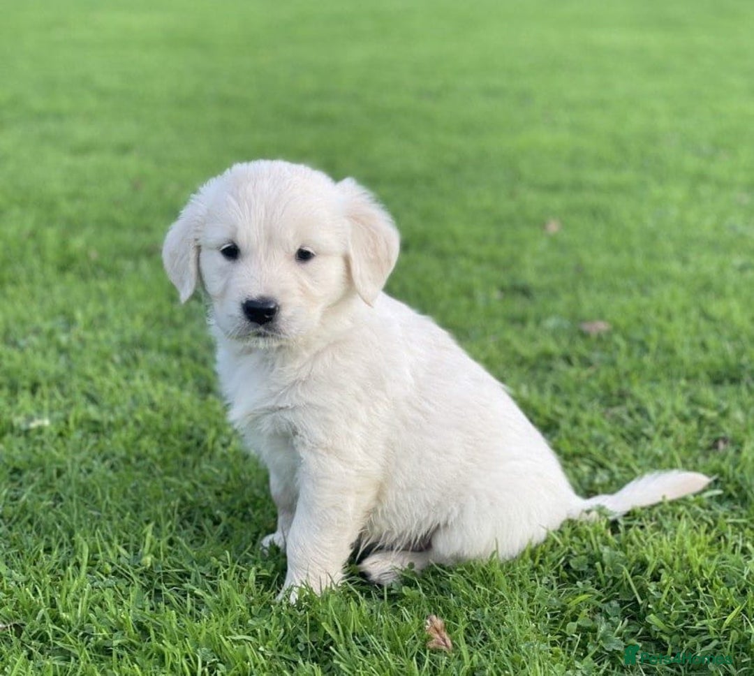 Golden Retriever dogs for sale: Stunning Golden Retriever Puppies - Image 6