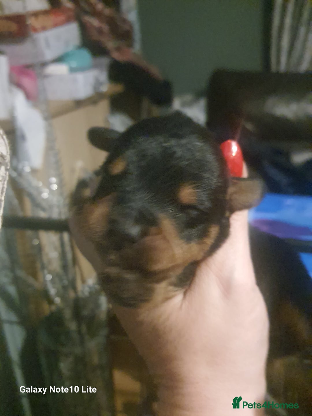 Mixed Breed dogs for sale: Boodles - Advert 2